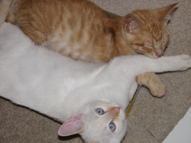 2009/10(October)/Misc/640x480_20100206 589.JPG